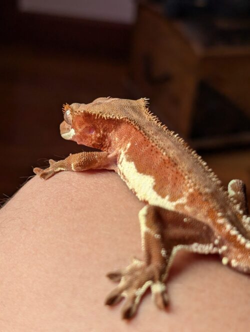 Cría Gecko Harvey 2