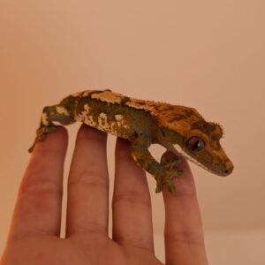 Mushu