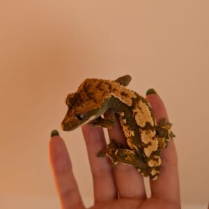 Cría Gecko Mushu 2